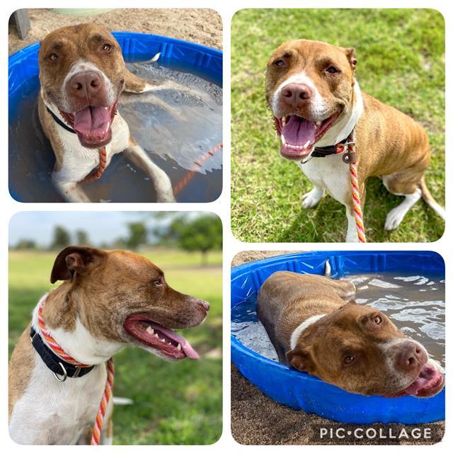 GINGER, Adoptable, Senior Female Pit Bull Terrier.