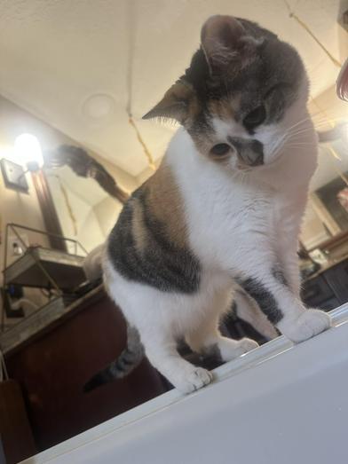 Lilly — thumbnail 3