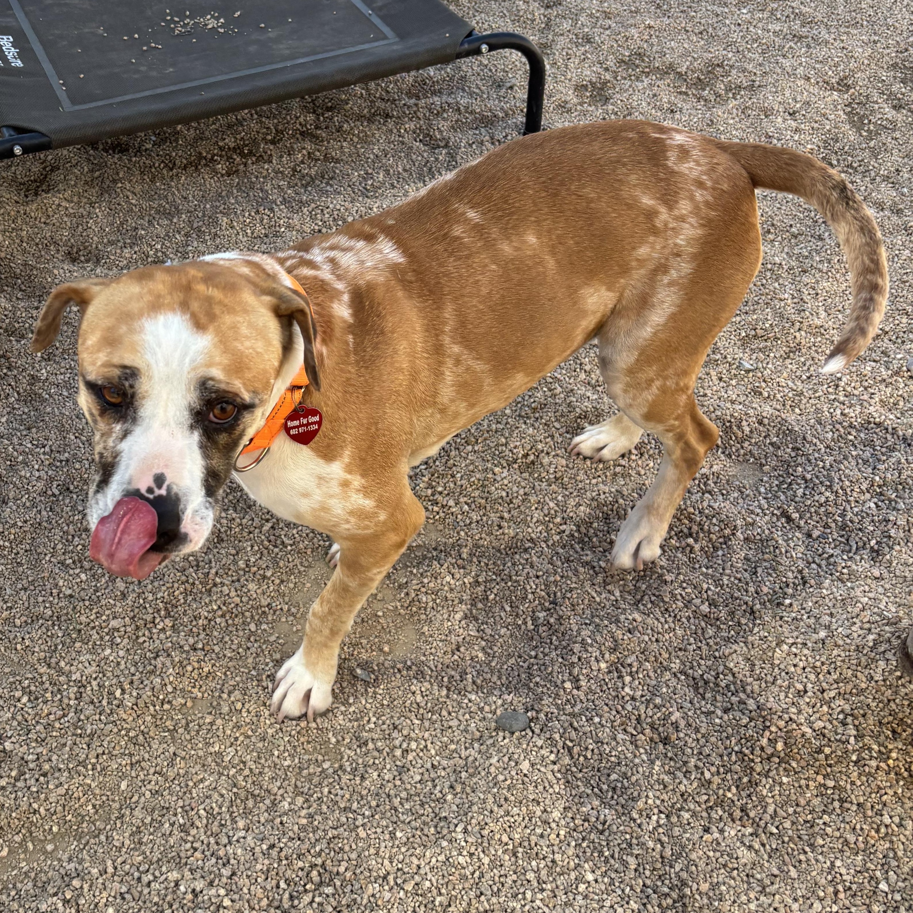 Enlarge Disco, a Adoptable mixed breed in Phoenix, AZ image 6/6