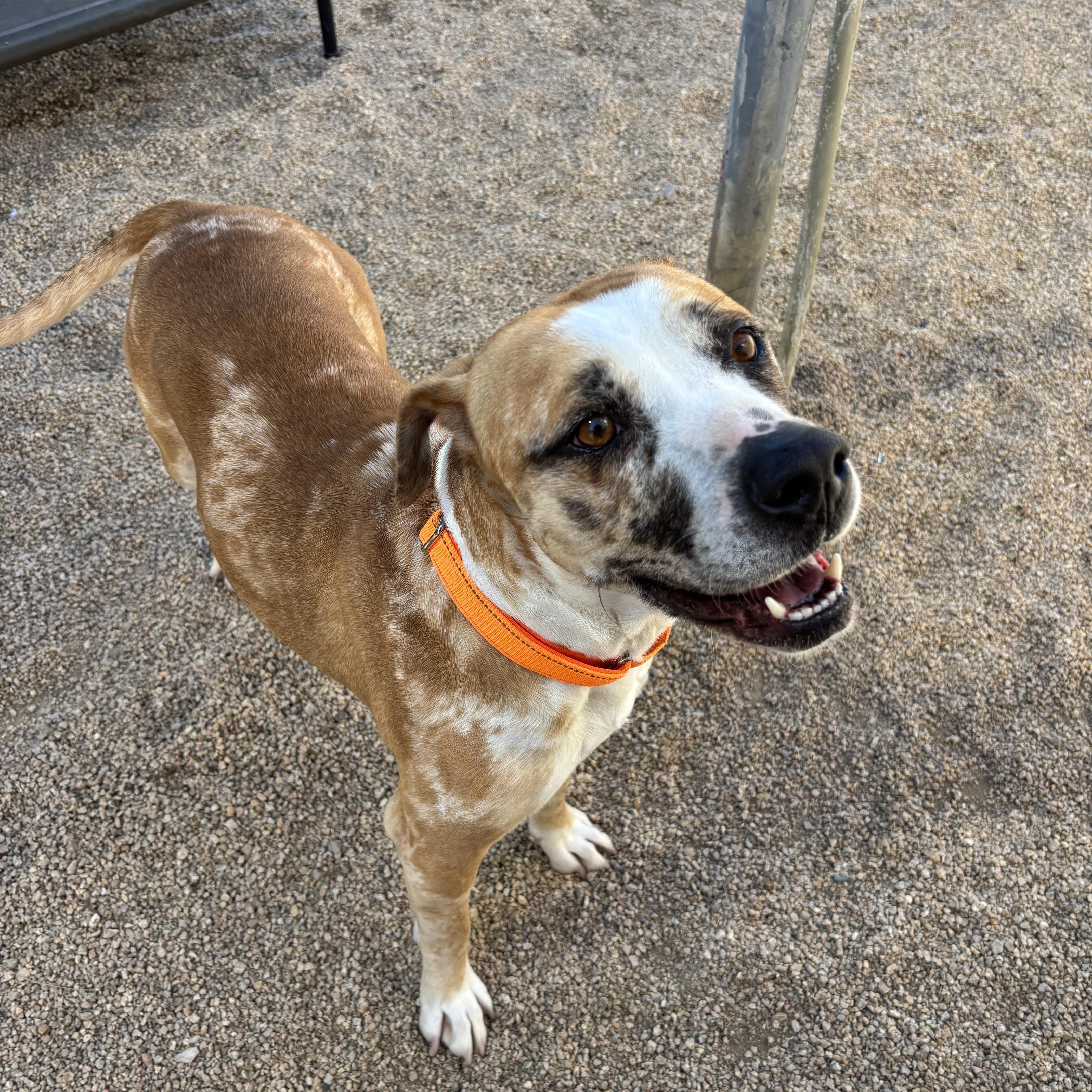 Enlarge Disco, a Adoptable mixed breed in Phoenix, AZ image 2/6