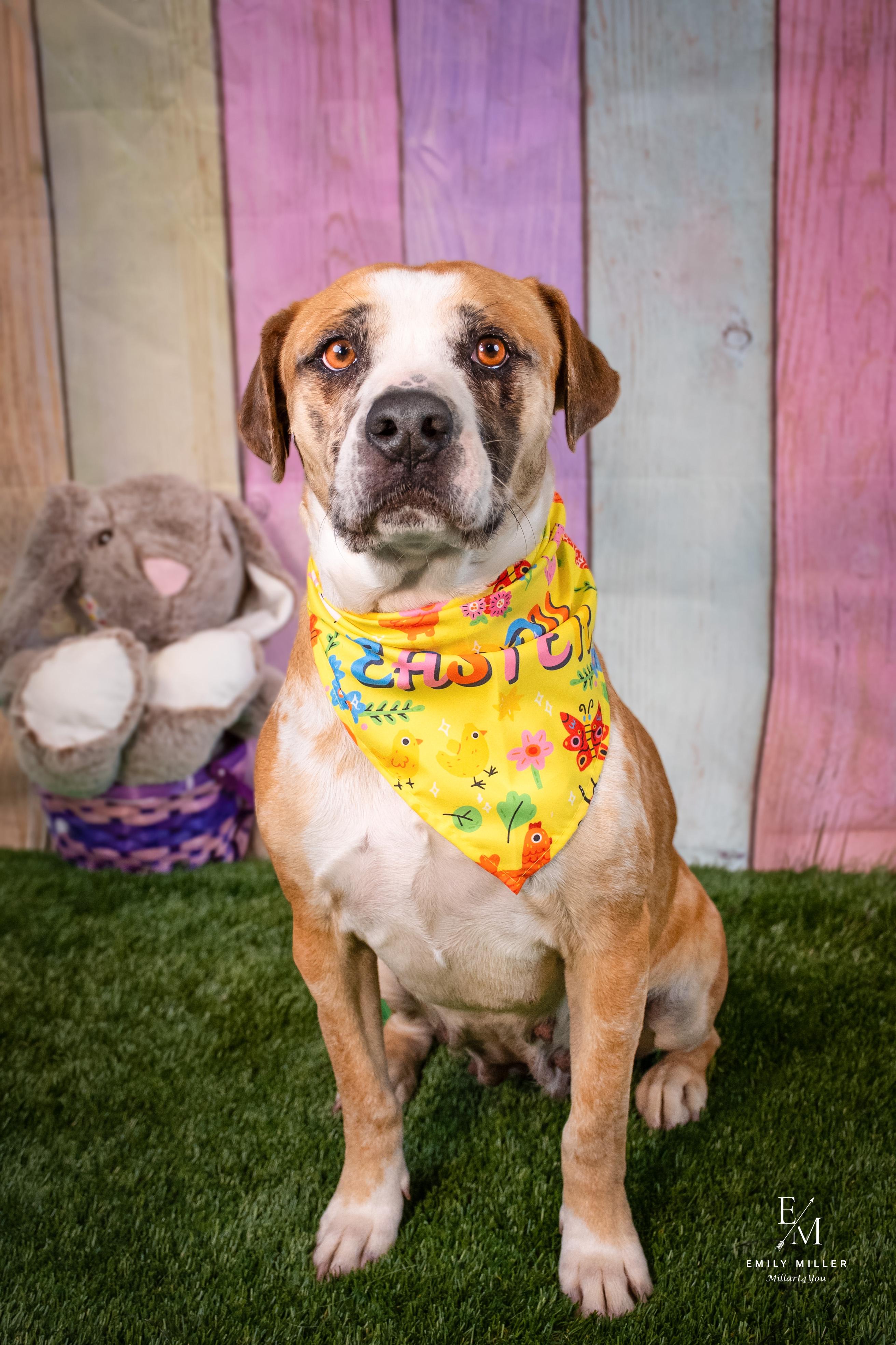 Disco, Adoptable, Adult Female Black Mouth Cur.