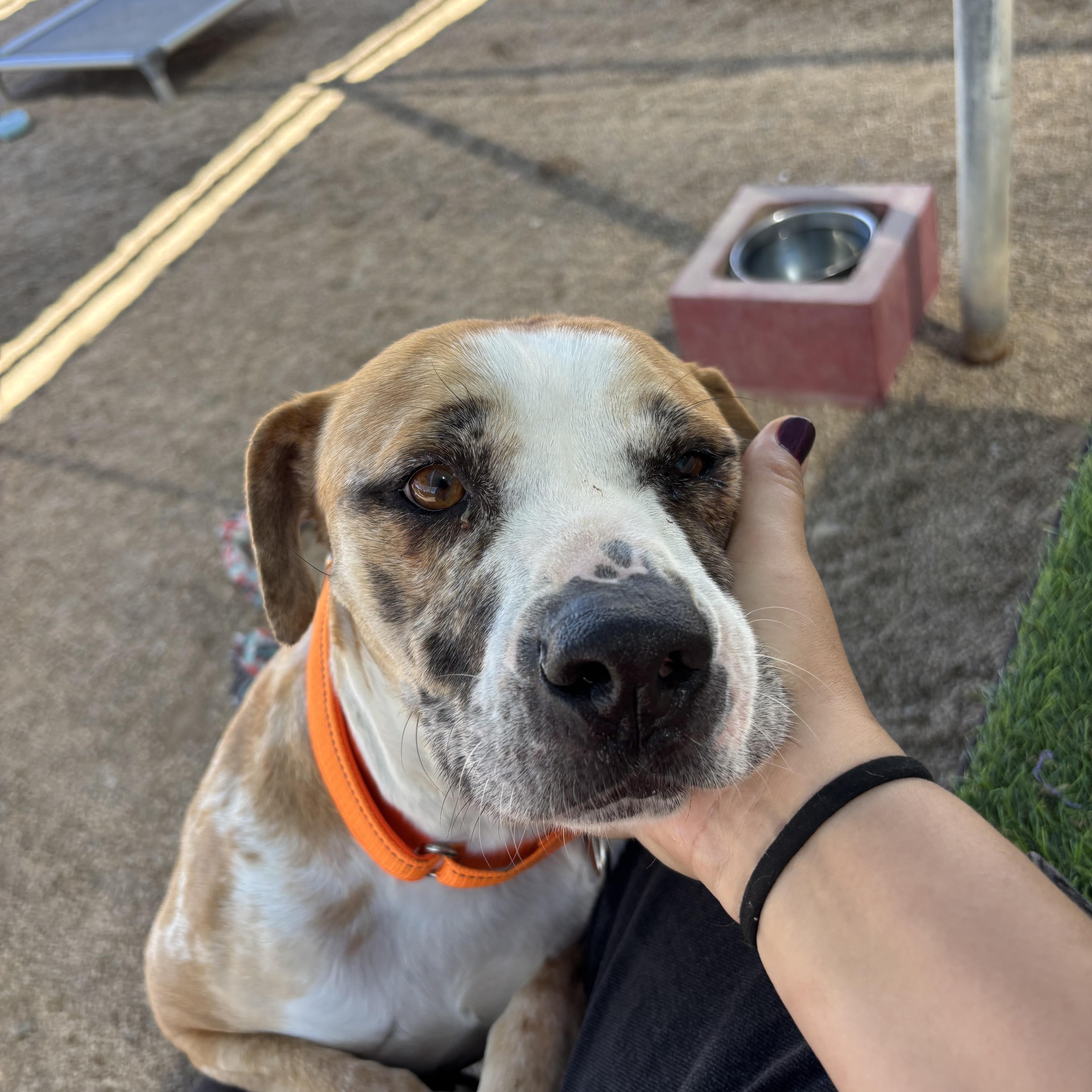 Disco — thumbnail 3