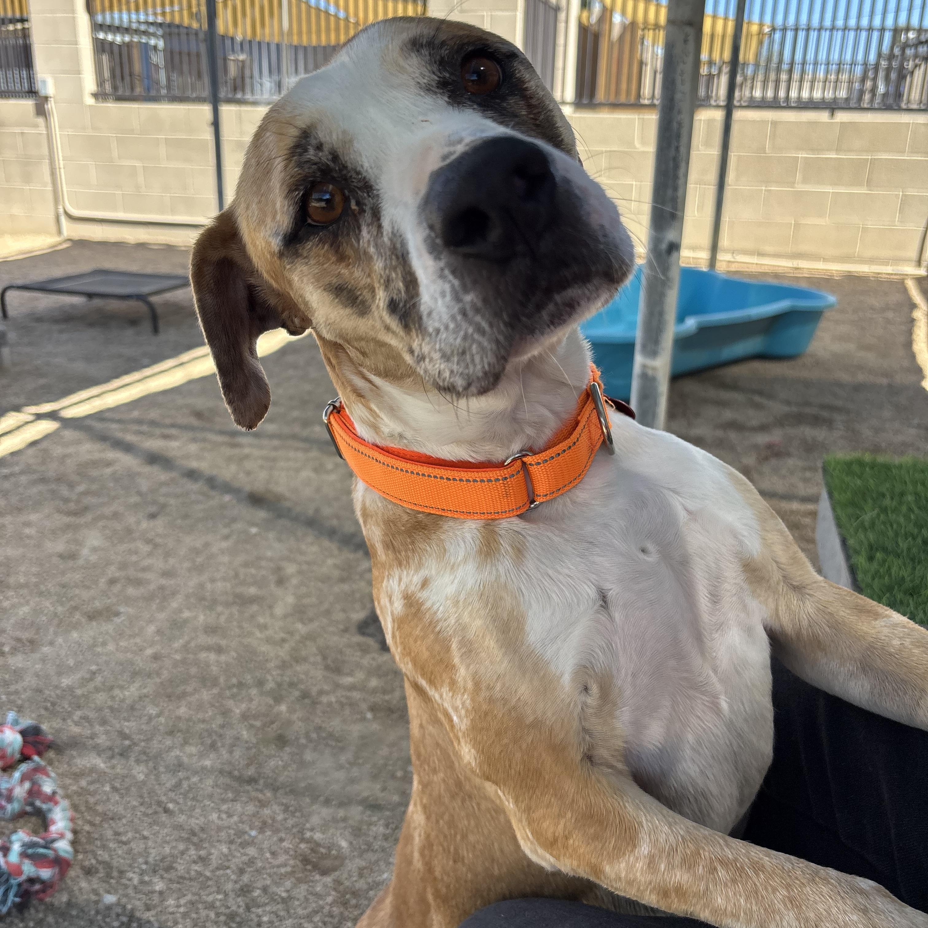 Enlarge Disco, a Adoptable mixed breed in Phoenix, AZ image 3/6