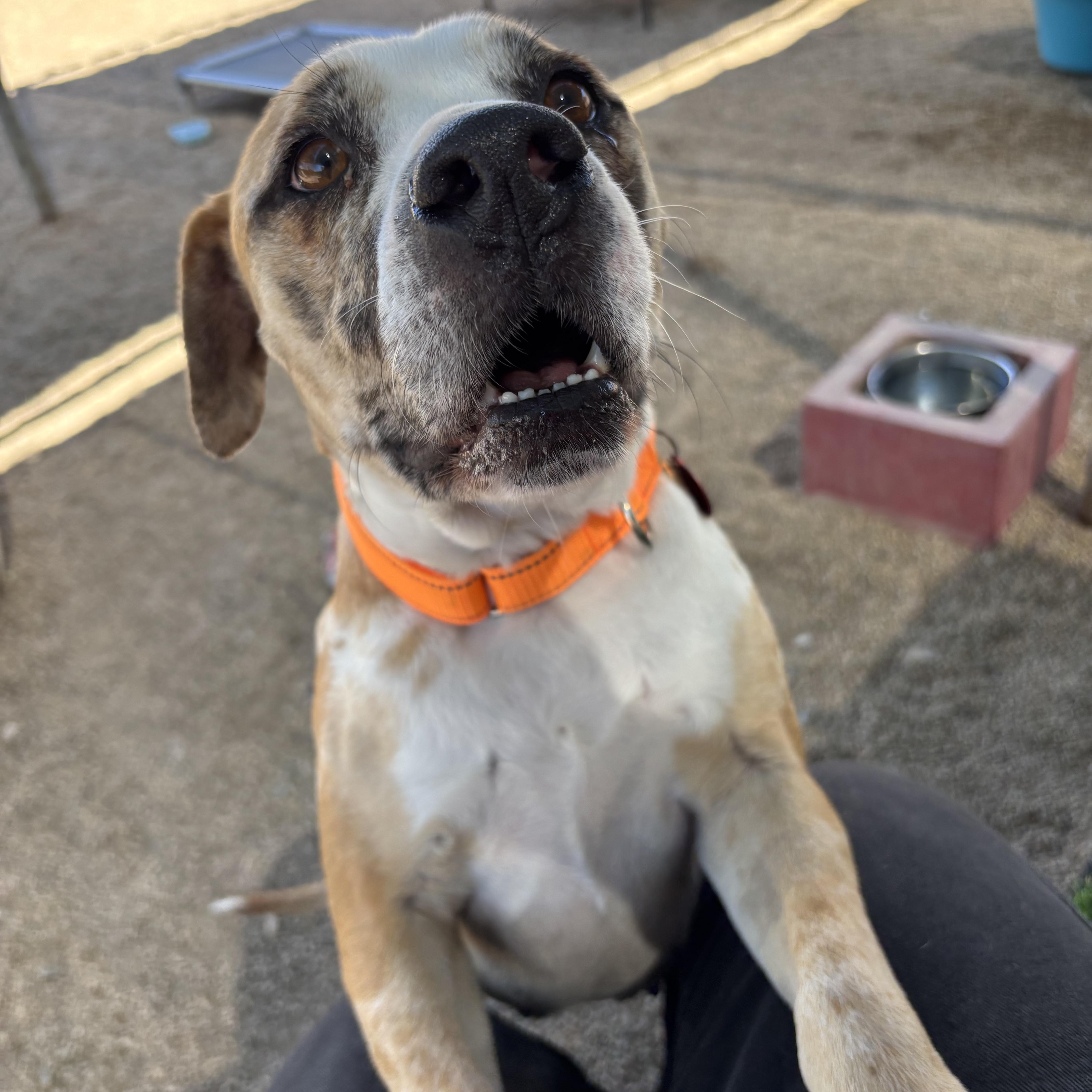 Enlarge Disco, a Adoptable mixed breed in Phoenix, AZ image 4/6