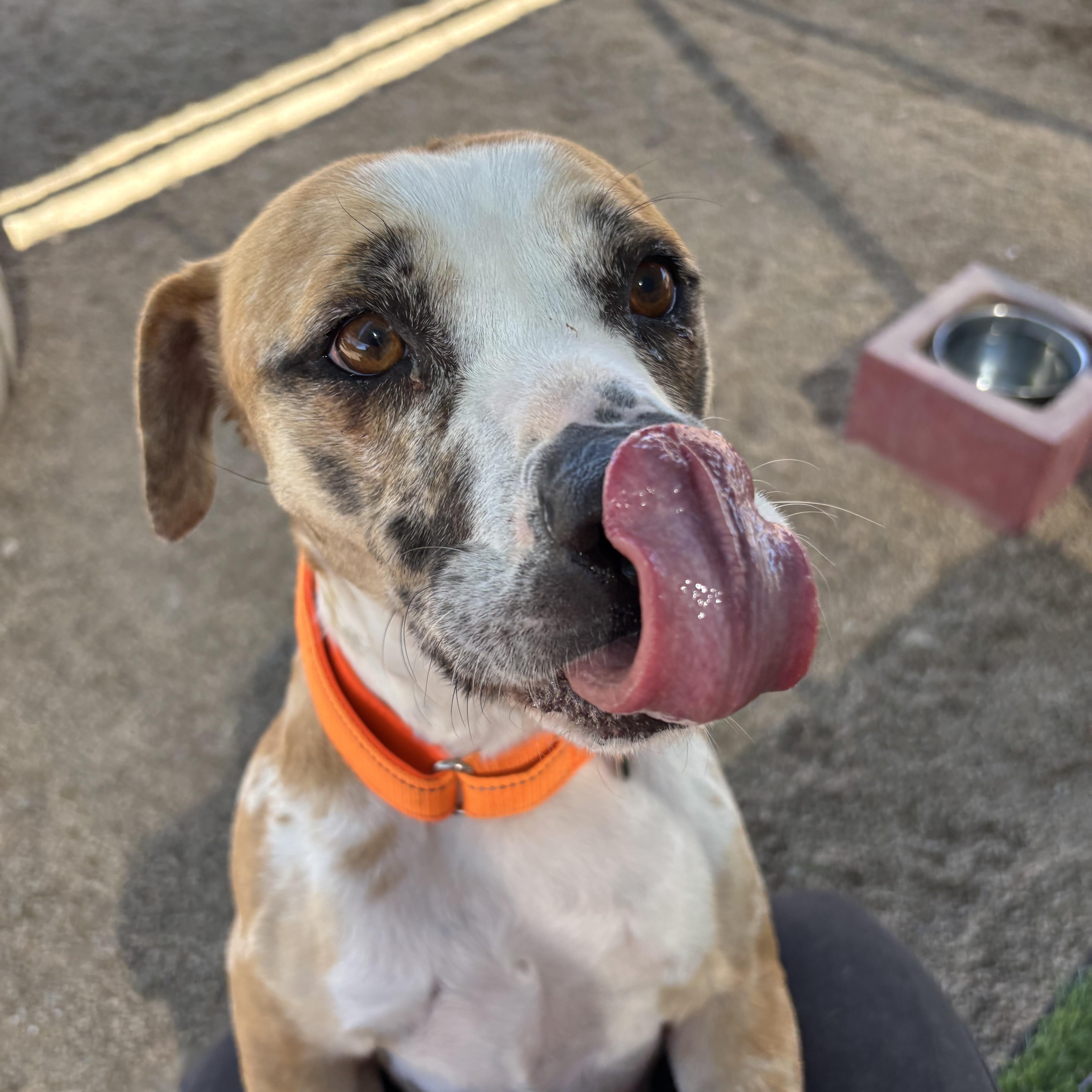 Enlarge Disco, a Adoptable mixed breed in Phoenix, AZ image 5/6