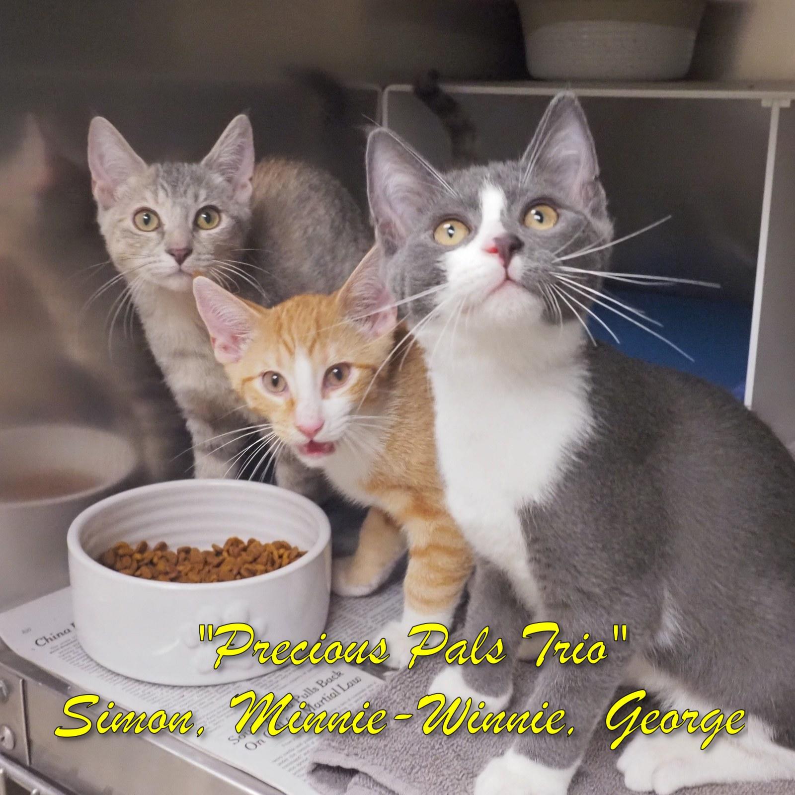 Precious Pals Trio