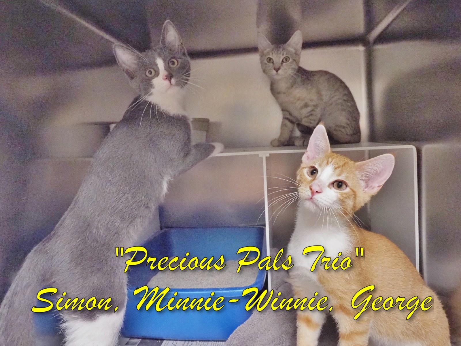 Precious Pals Trio