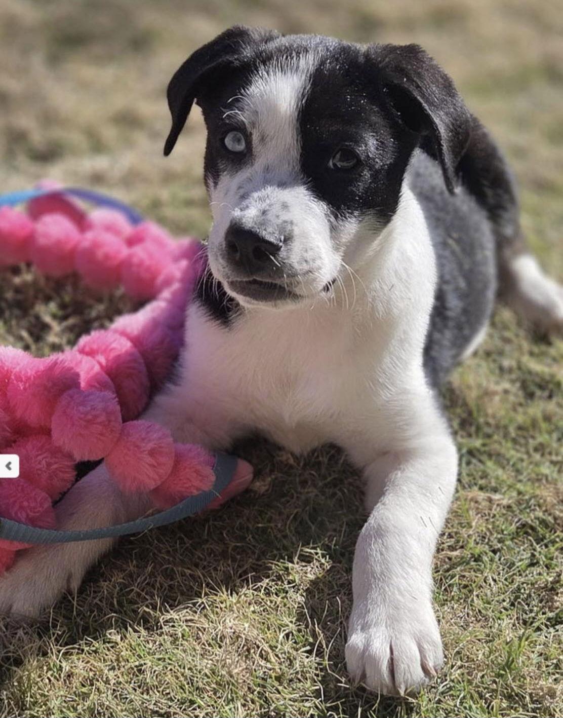 Bruno Mars, Adopted, Puppy Male Border Collie & Husky.