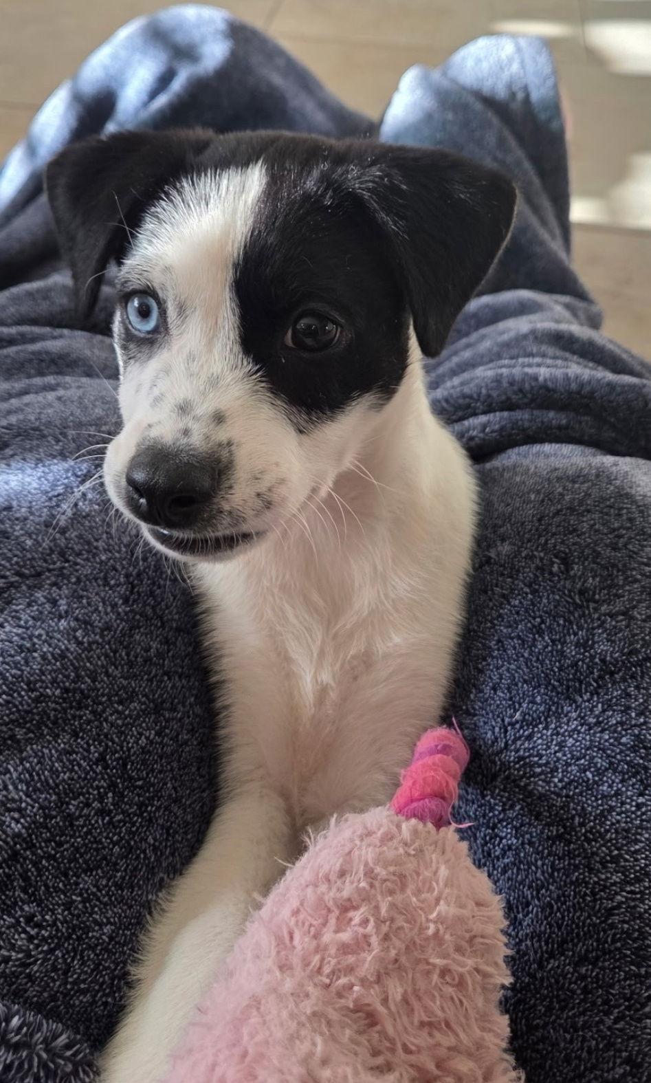 Enlarge Bruno Mars, a Adopted mixed breed in Rosenberg, TX image 2/3