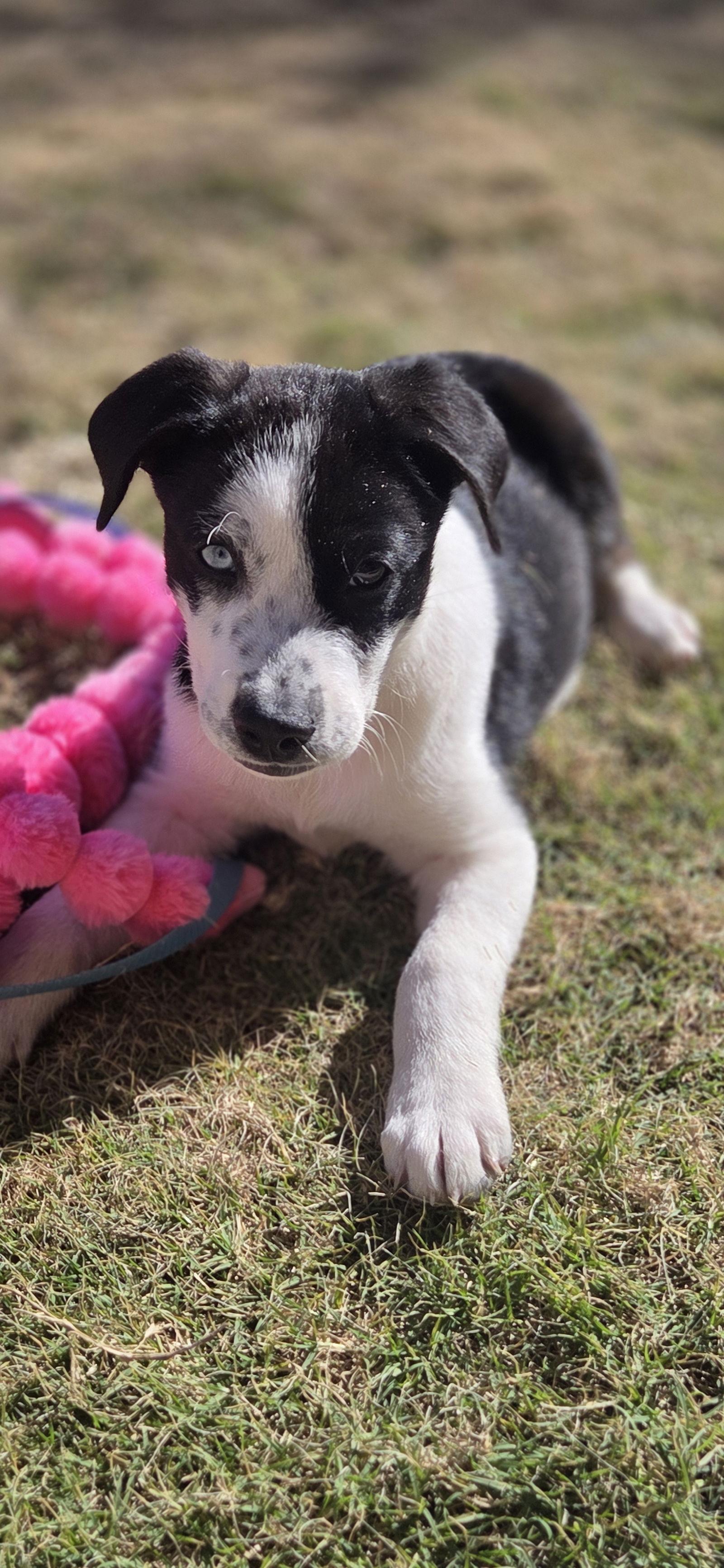 Enlarge Bruno Mars, a Adopted mixed breed in Rosenberg, TX image 3/3