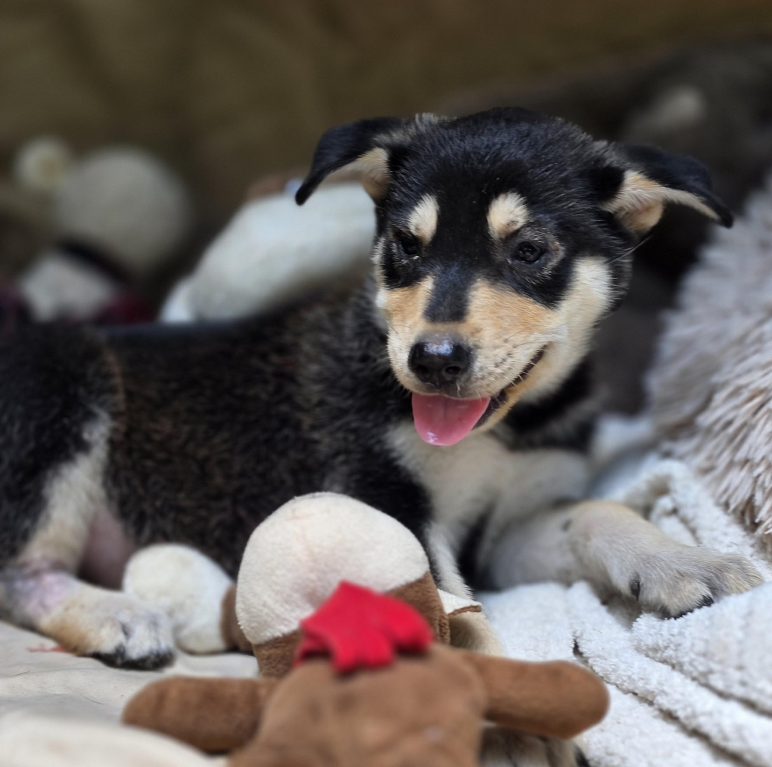 Enlarge Everest, a Adoptable mixed breed in Denver, CO image 5/5