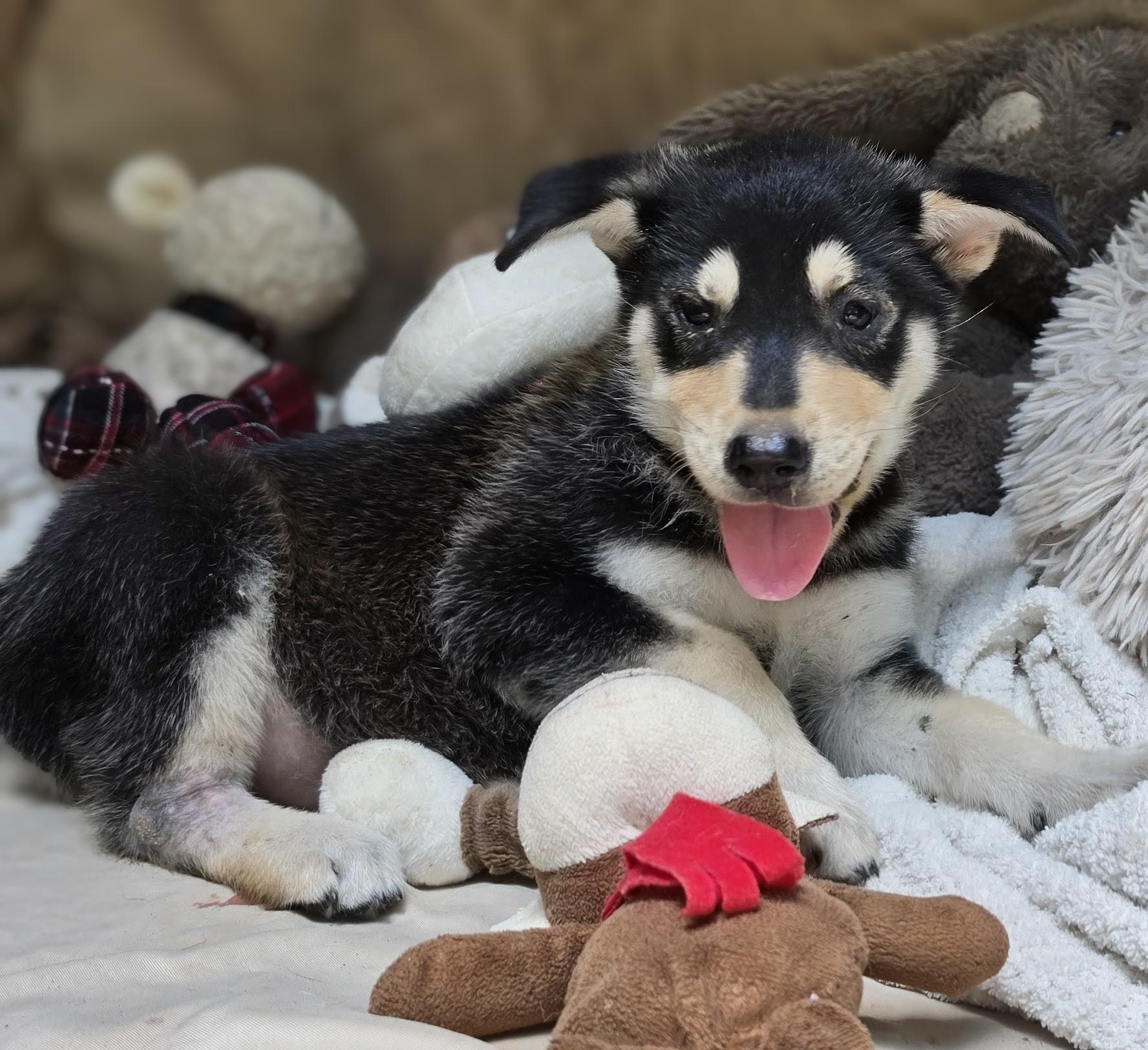Enlarge Everest, a Adoptable mixed breed in Denver, CO image 1/5