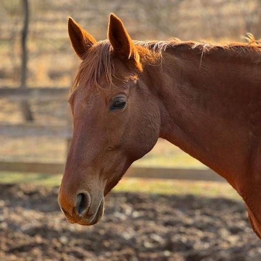 Twiggy, ADOPTABLE, Adult Female Thoroughbred.