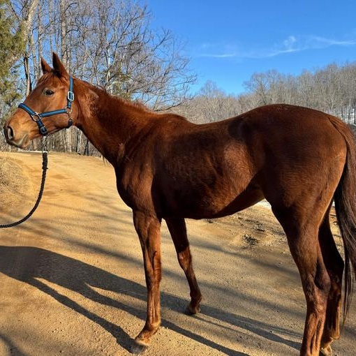Twiggy, a ADOPTABLE Thoroughbred in Cooperstown, NY image 3/4