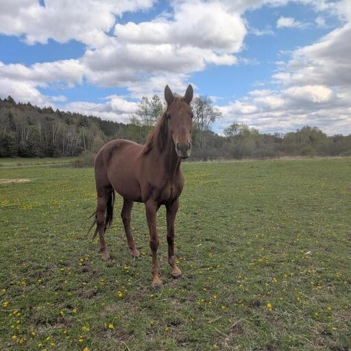 Twiggy, a ADOPTABLE Thoroughbred in Cooperstown, NY image 2/4