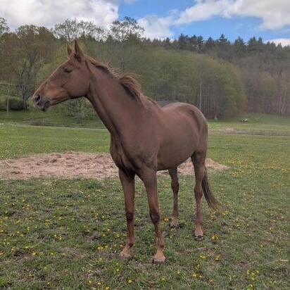 Twiggy, a ADOPTABLE Thoroughbred in Cooperstown, NY image 4/4