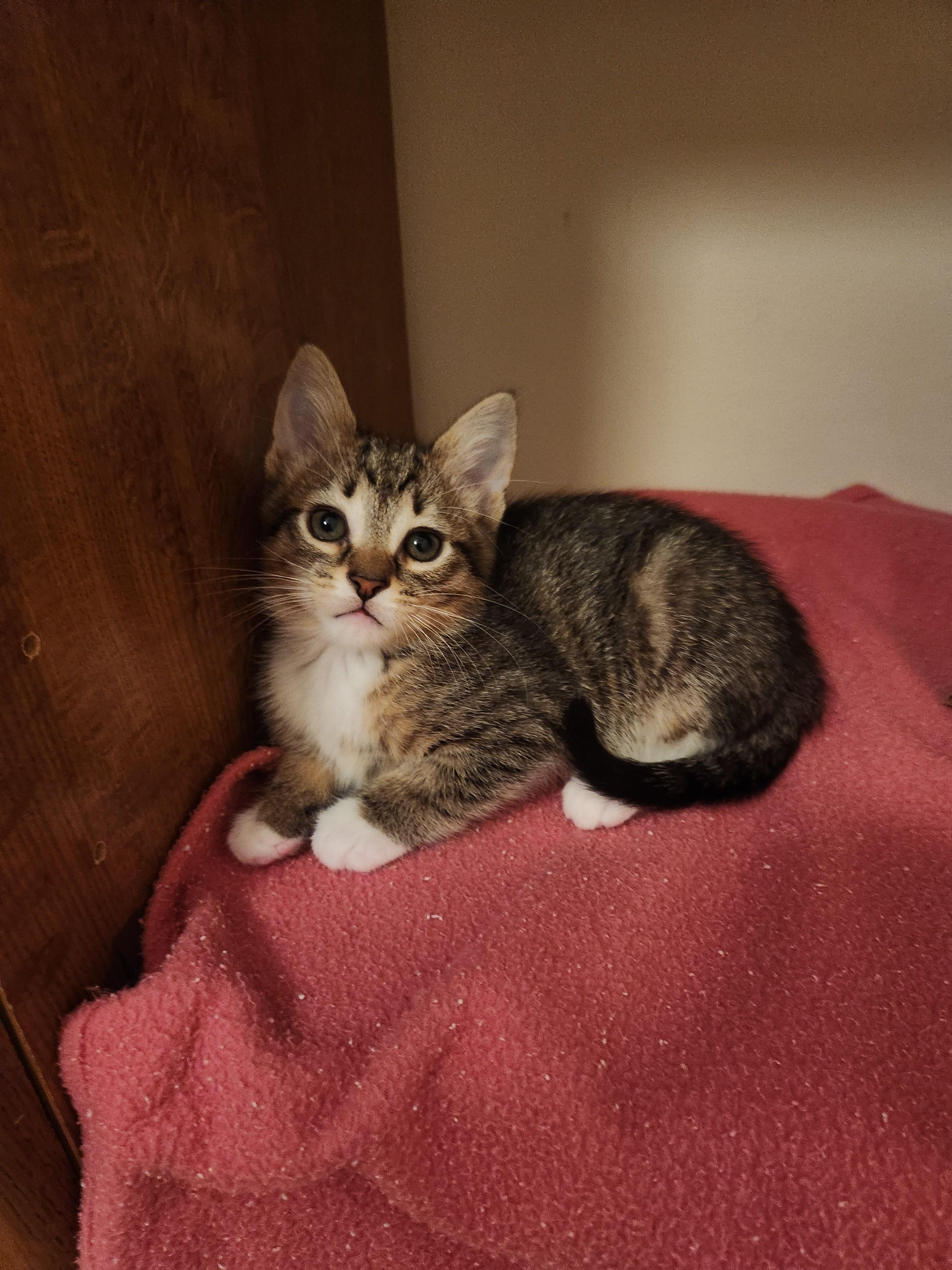 Coming Soon-Tempranillo-Gentle & Affectionate, a Adoptable Tabby in Laurel, MD image 2/5