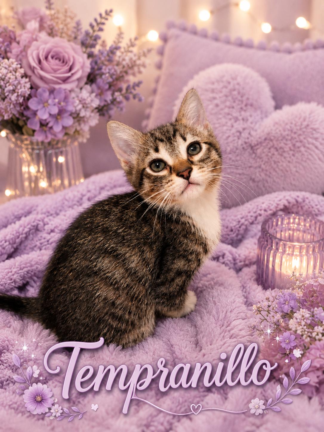 Coming Soon-Tempranillo-Gentle & Affectionate, a Adoptable Tabby in Laurel, MD image 1/5