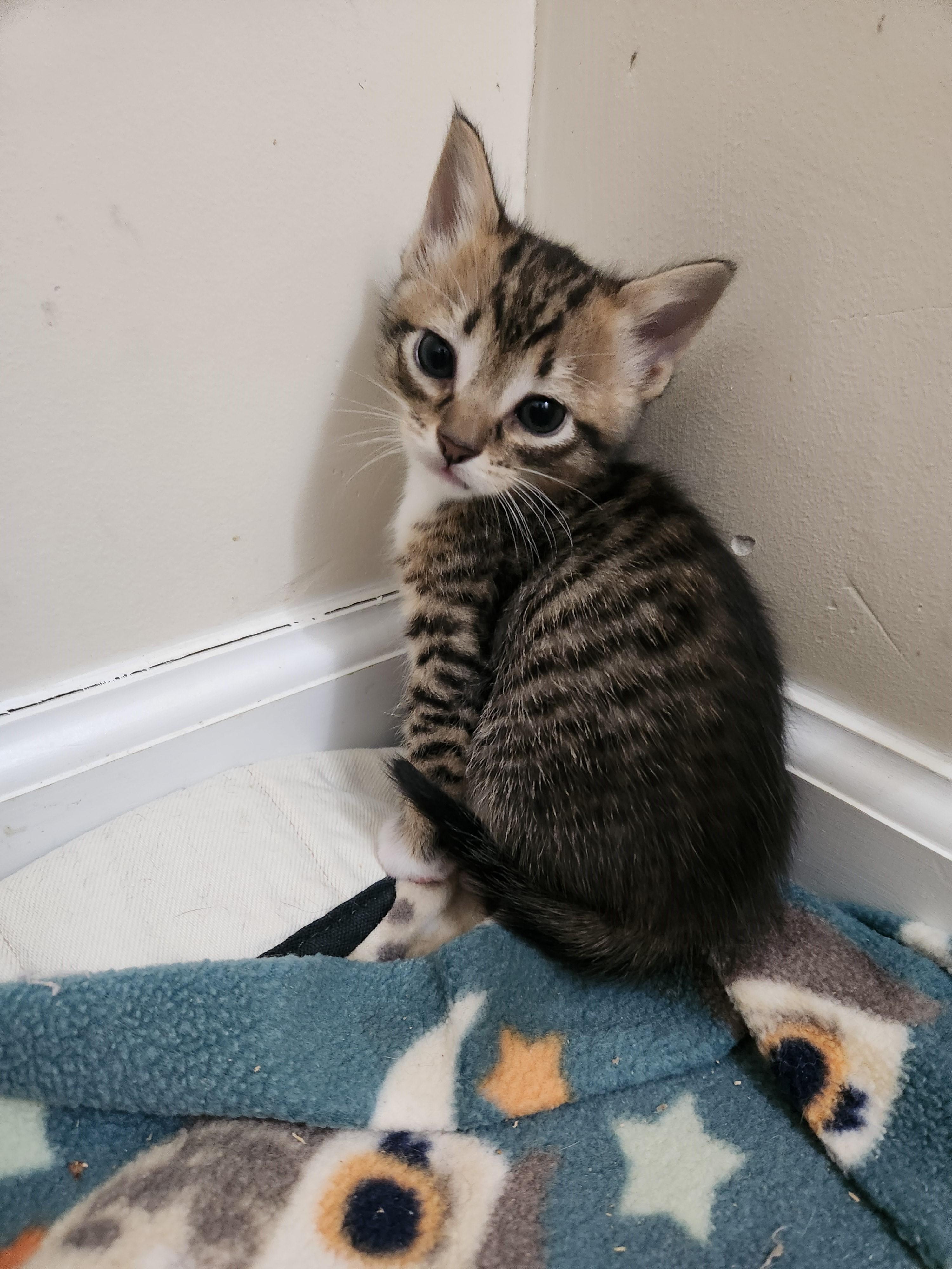 Coming Soon-Tempranillo-Gentle & Affectionate, a Adoptable Tabby in Laurel, MD image 5/5
