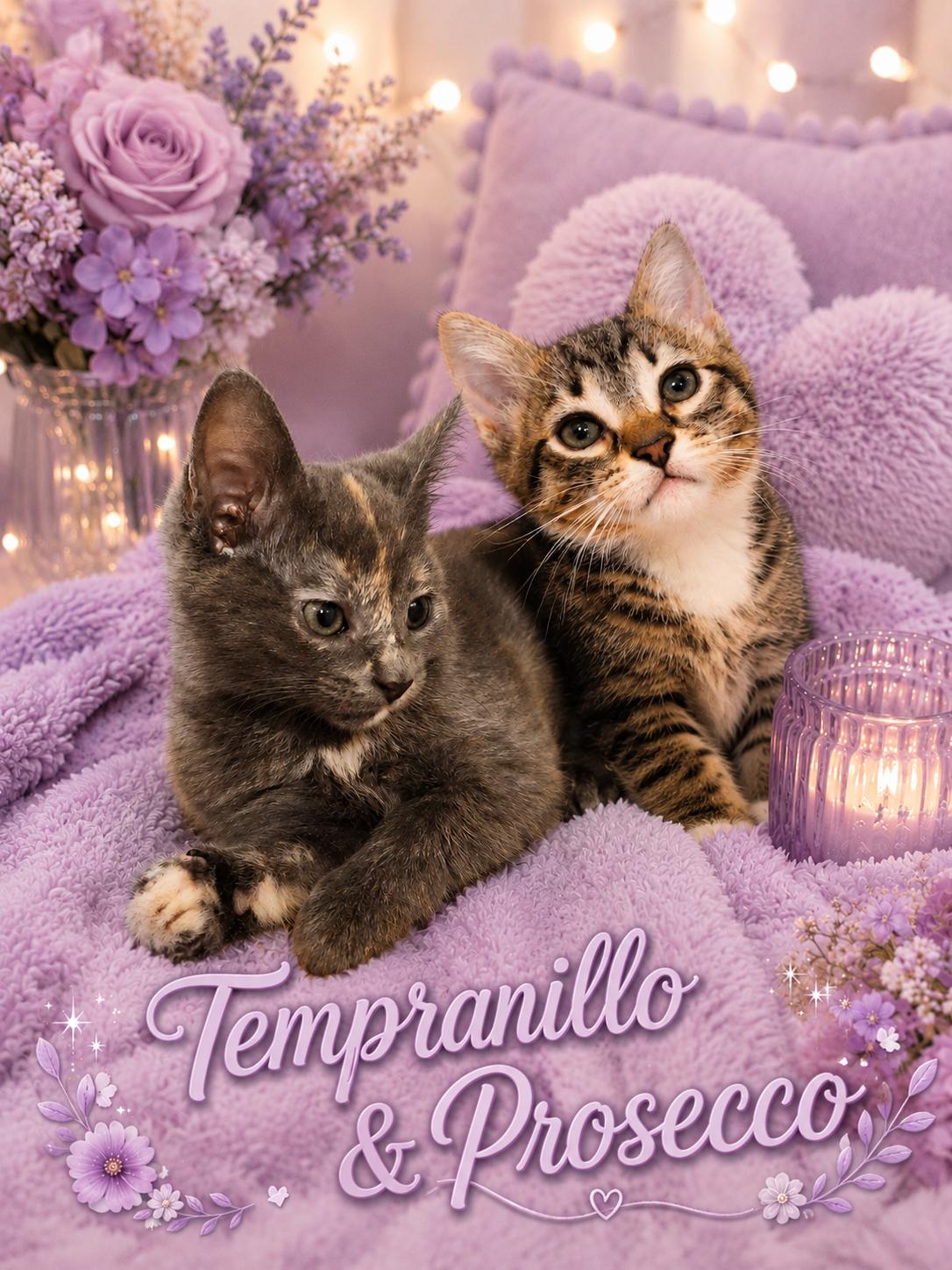 Enlarge Purrfect Sister KIttens-Tempranillo and Prosecco, a Adoptable Tabby in Laurel, MD image 1/6