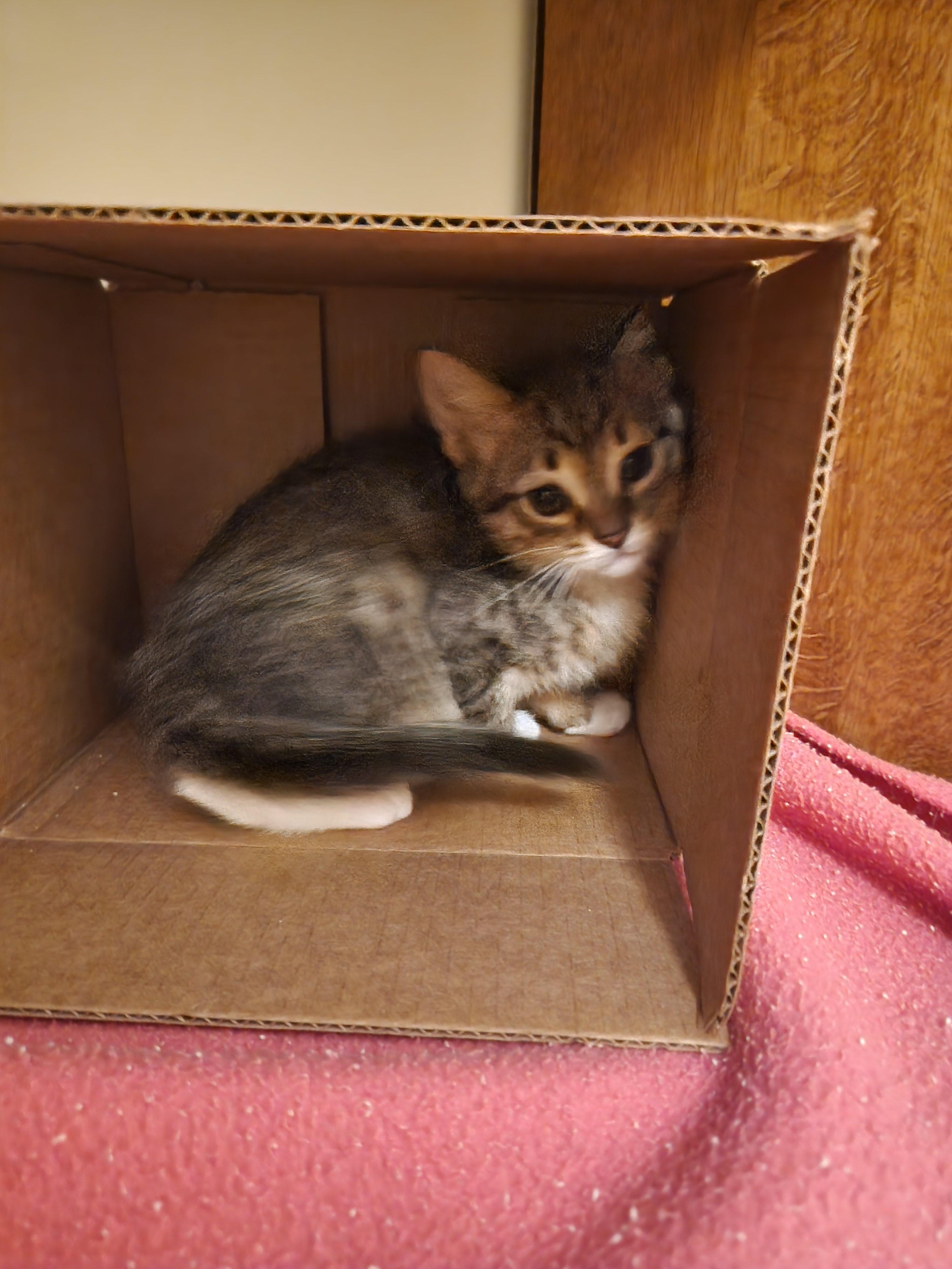 Coming Soon-Tempranillo-Gentle & Affectionate, a Adoptable Tabby in Laurel, MD image 3/5