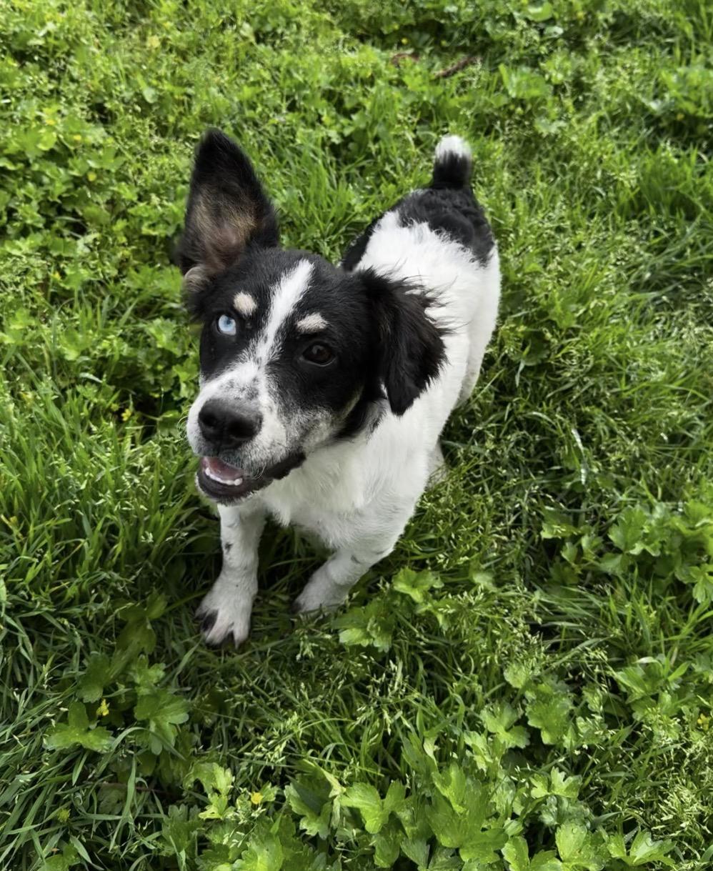 Enlarge Taylor, a ADOPTABLE mixed breed in Lincoln, CA image 2/6