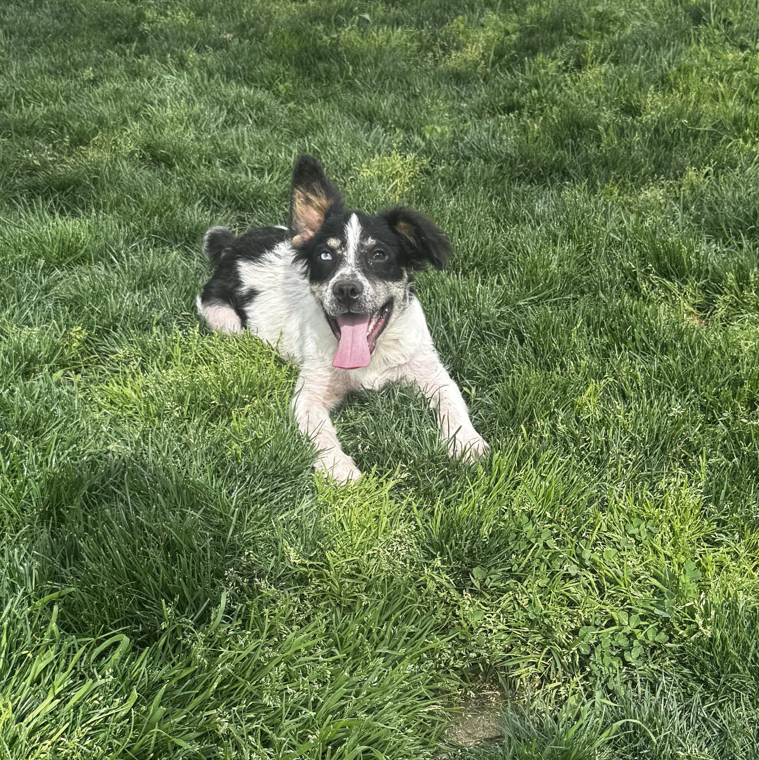 Enlarge Taylor, a ADOPTABLE mixed breed in Lincoln, CA image 2/3