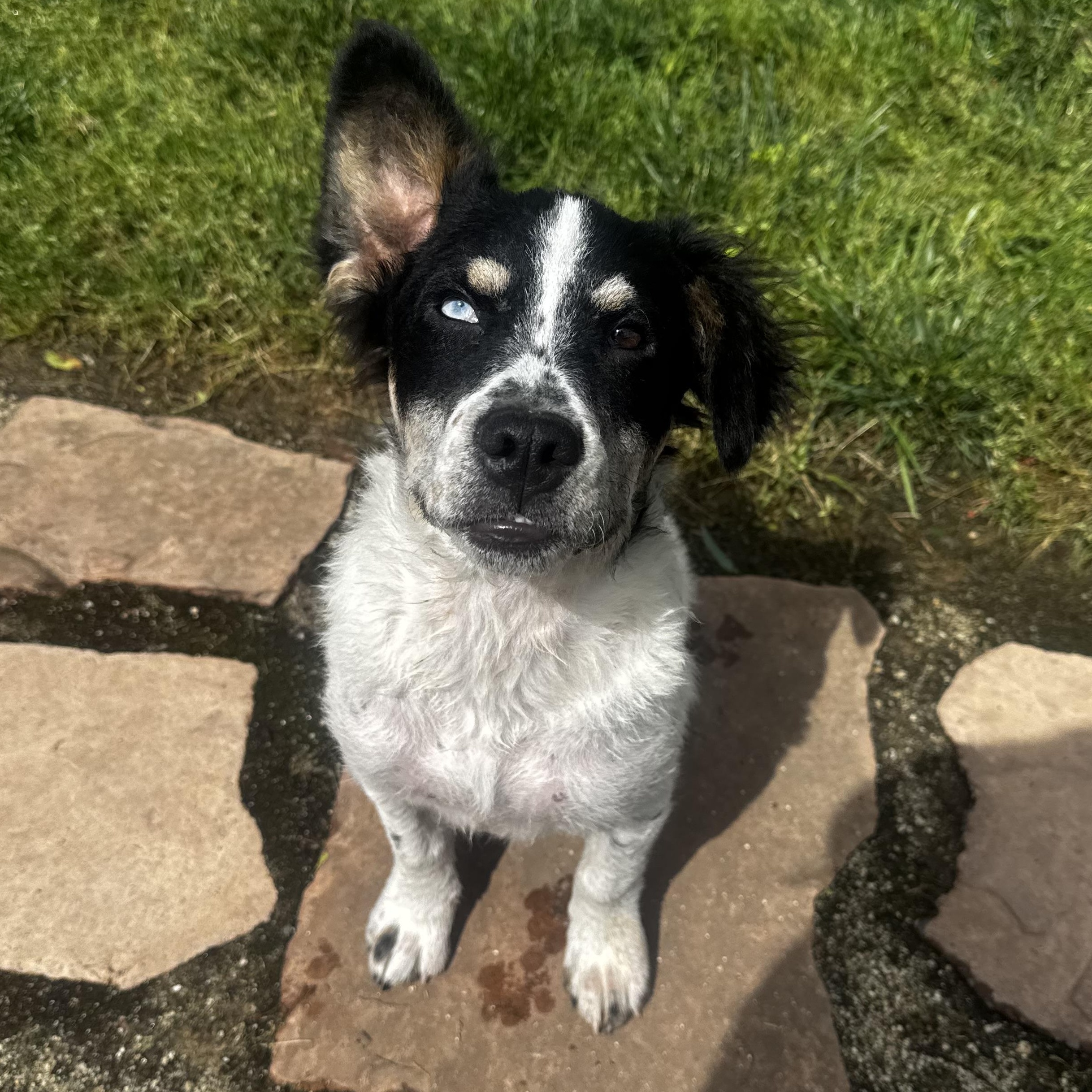 Enlarge Taylor, a ADOPTABLE mixed breed in Lincoln, CA image 5/6