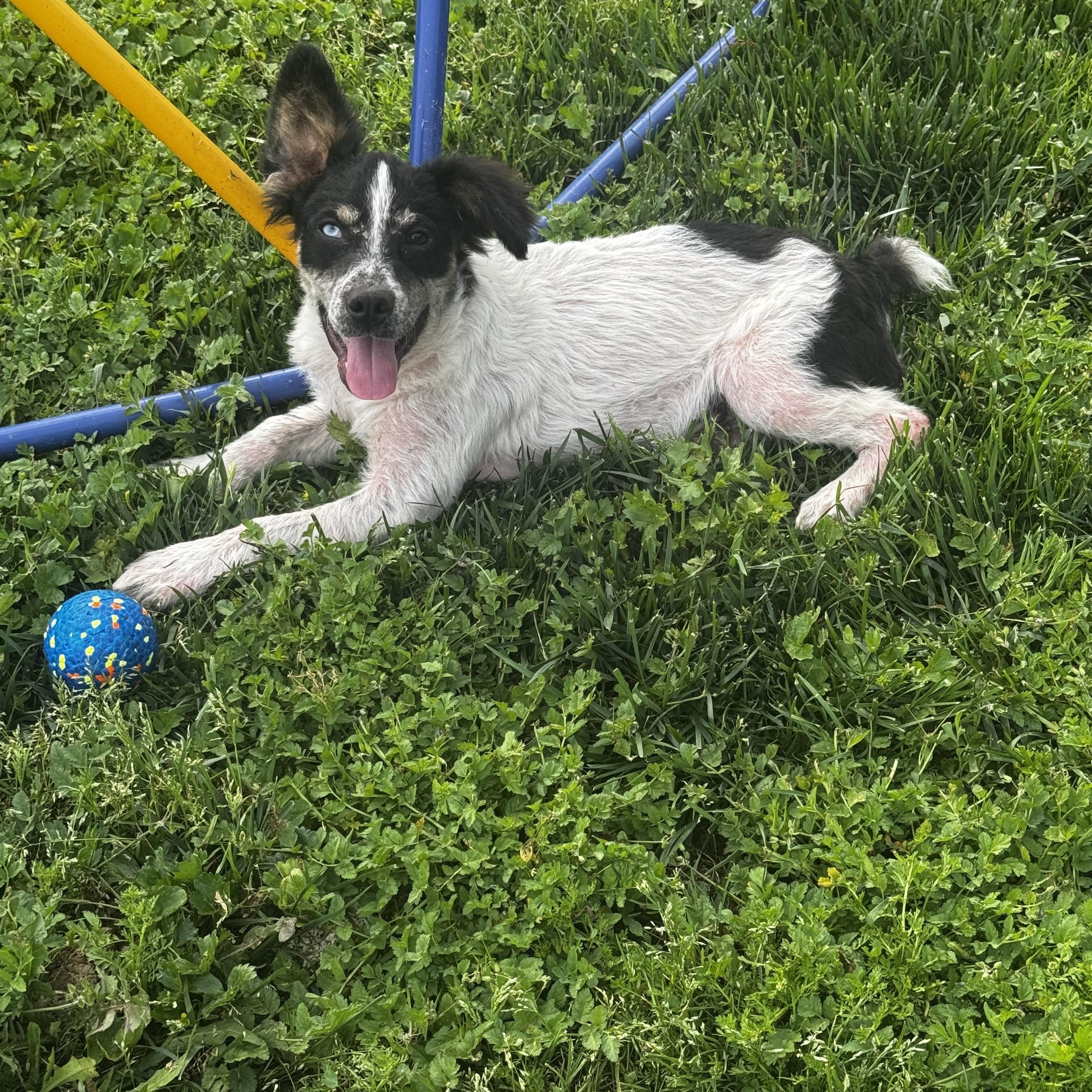 Enlarge Taylor, a ADOPTABLE mixed breed in Lincoln, CA image 1/3