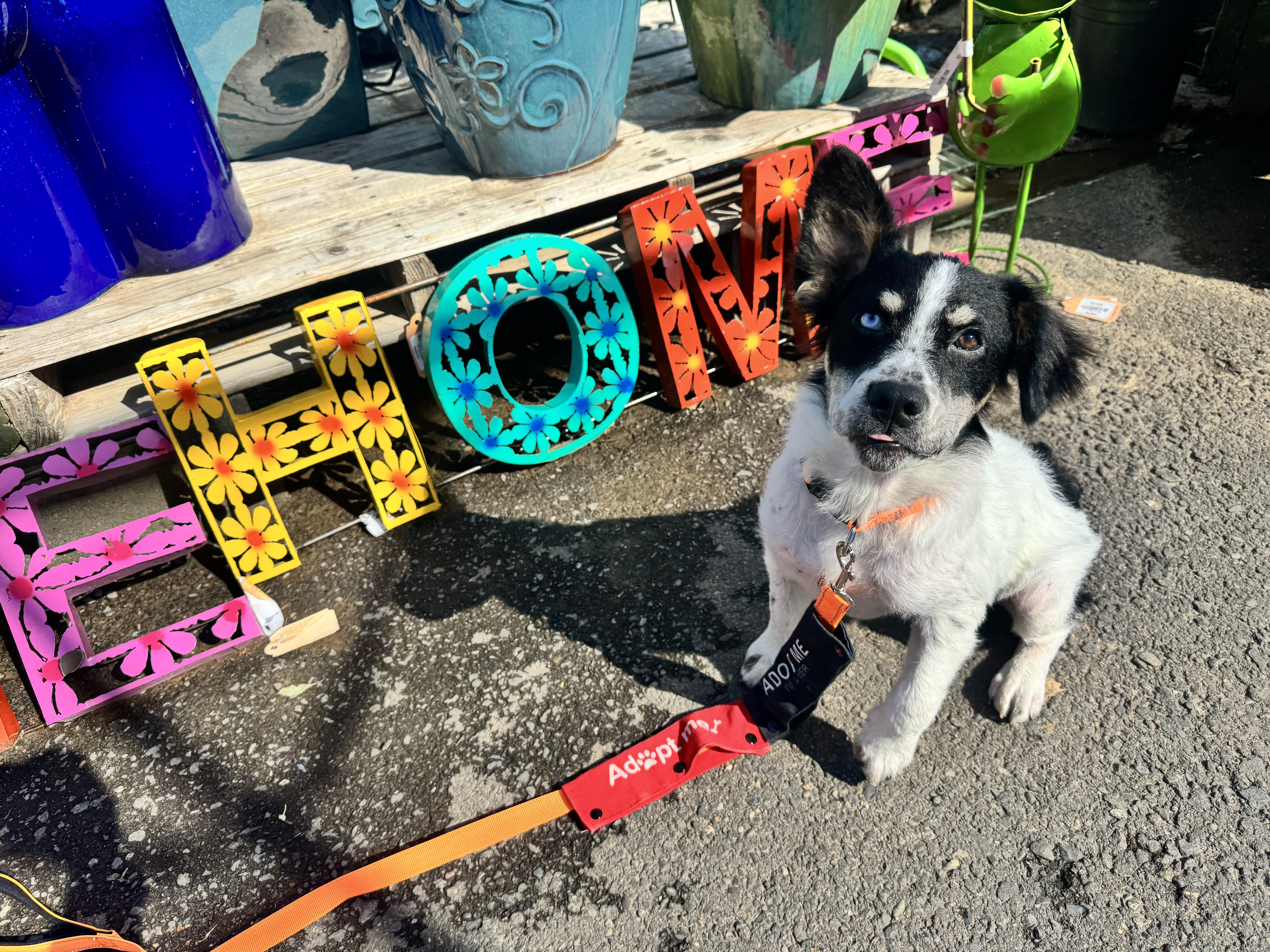 Enlarge Taylor, a ADOPTABLE mixed breed in Lincoln, CA image 1/6