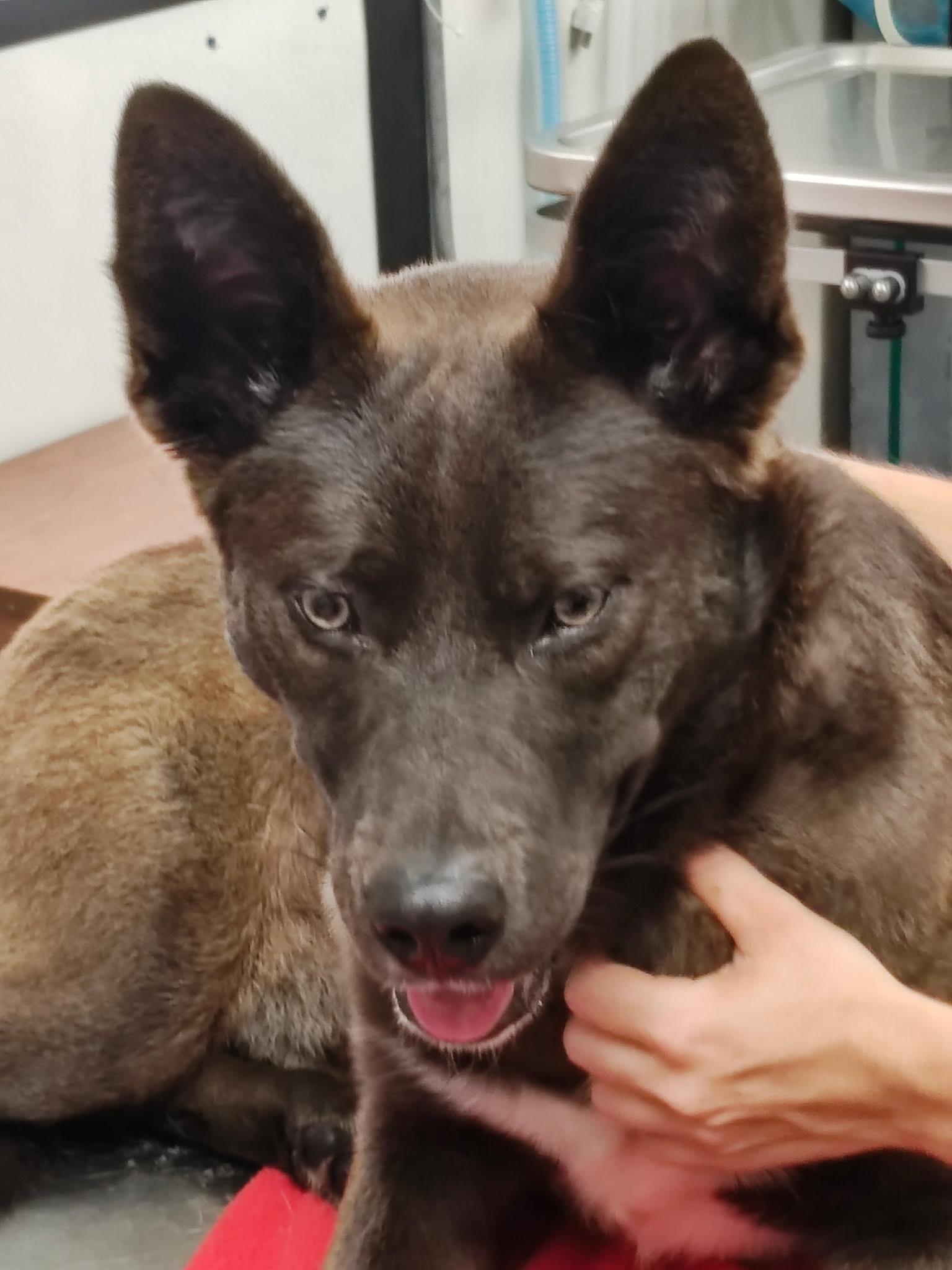 Poe, adopted, Adult Male German Shepherd Dog.