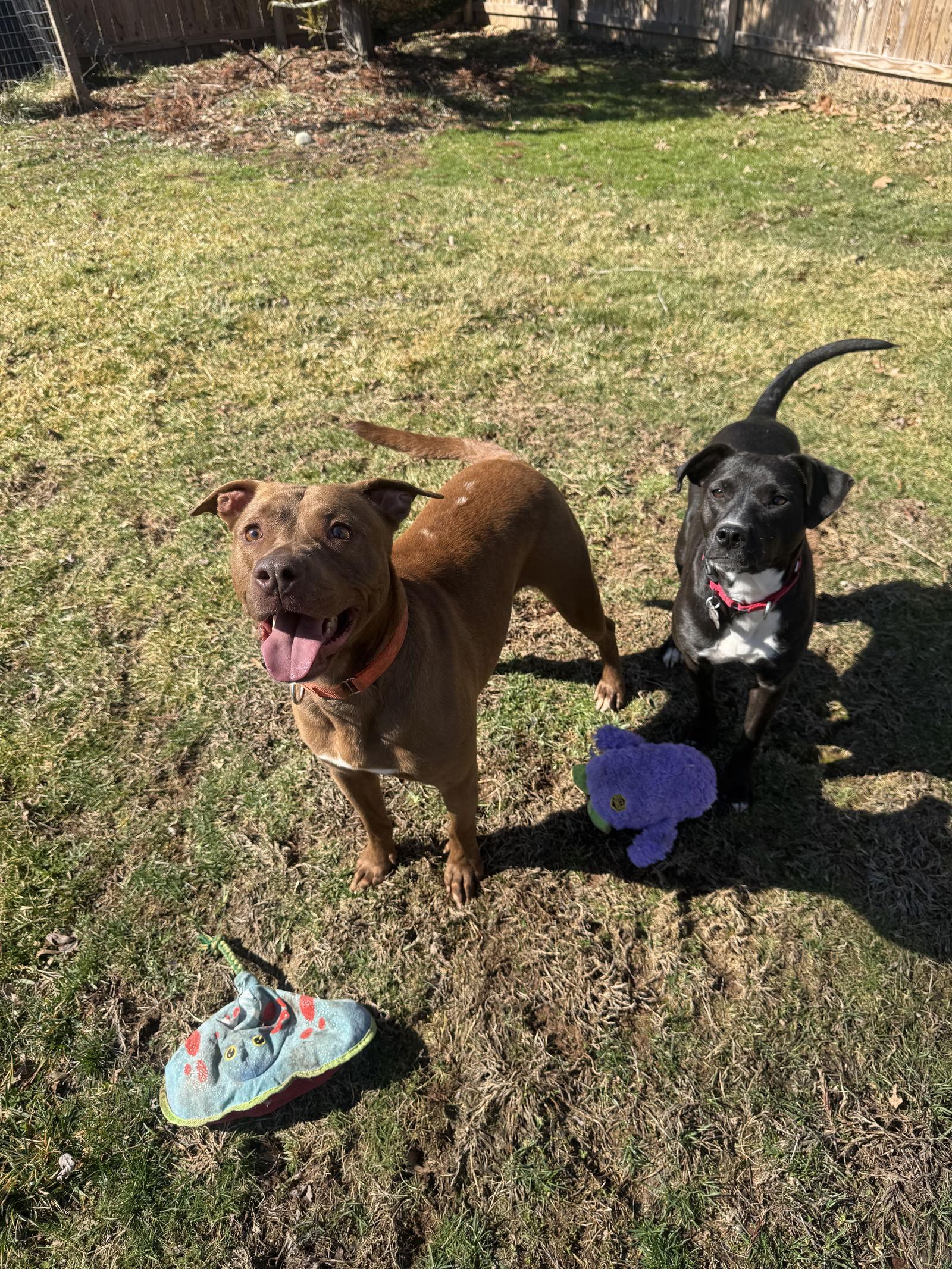 Freckles, Adoptable, Young Male Terrier & Labrador Retriever.