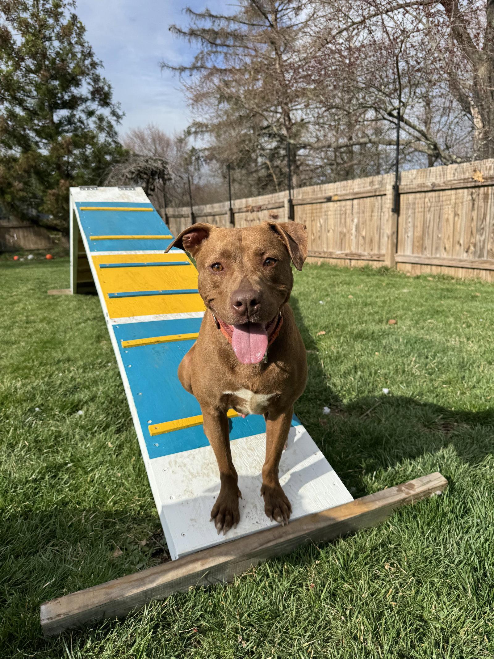 Enlarge Freckles, a Adopted mixed breed in Doylestown, PA image 2/3