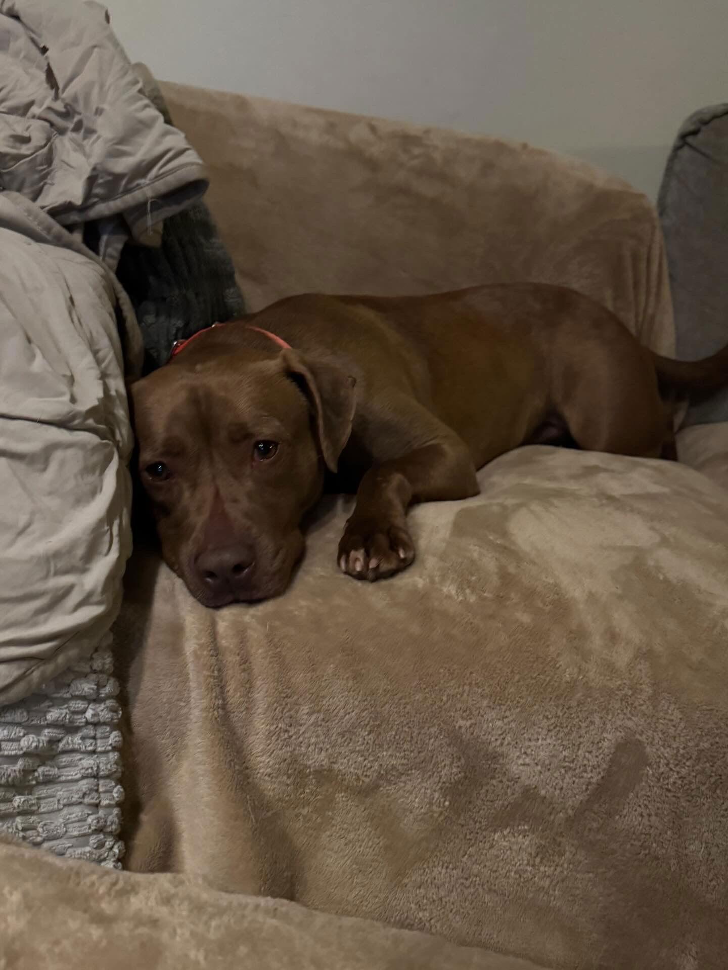Enlarge Freckles, a Adoptable mixed breed in Doylestown, PA image 2/3