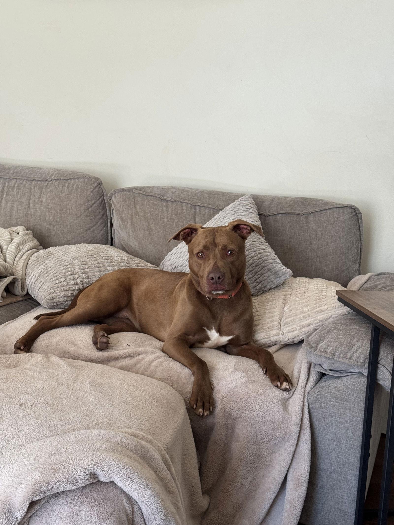 Enlarge Freckles, a Adoptable mixed breed in Doylestown, PA image 3/3