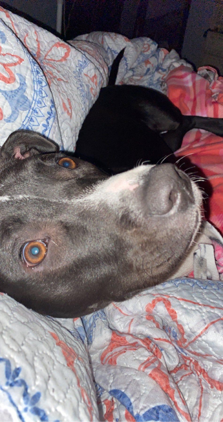 Tippy, a Adoptable Pit Bull Terrier in Polk, OH image 2/5