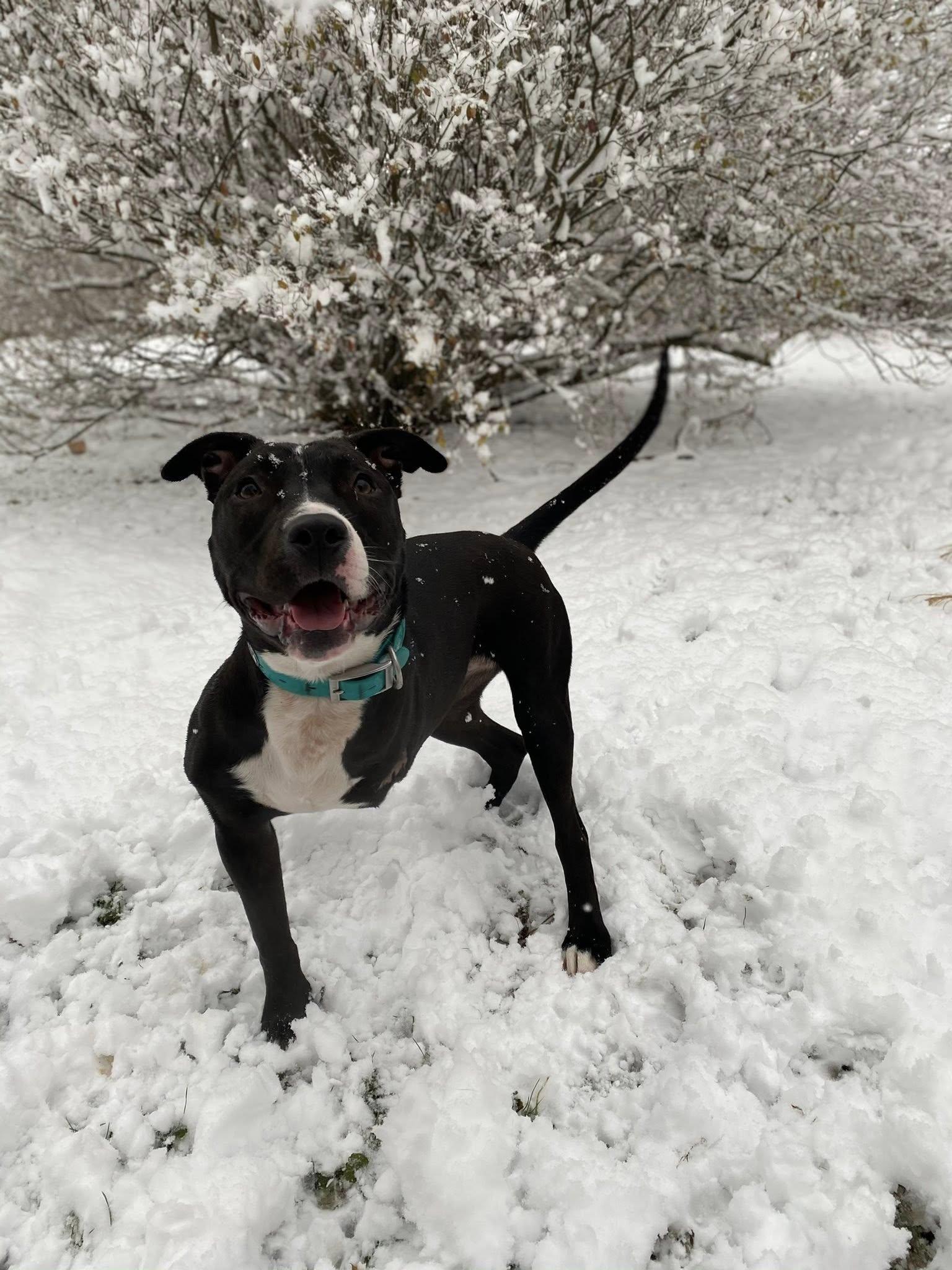 Tippy, a Adoptable Pit Bull Terrier in Polk, OH image 3/5