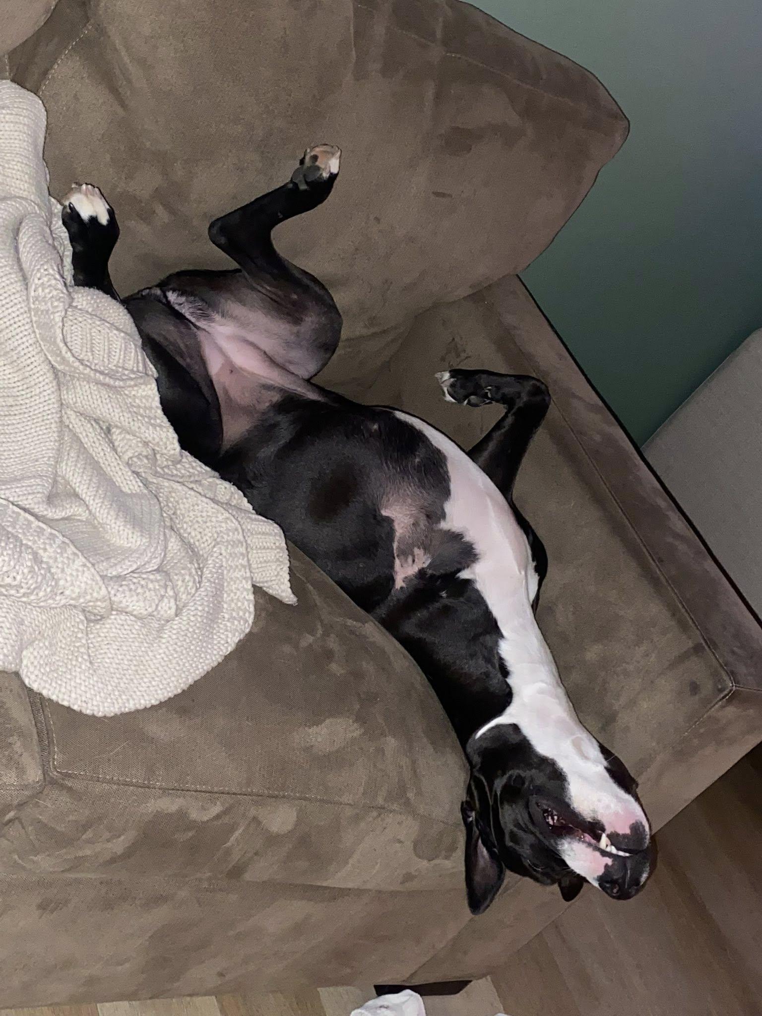 Tippy, a Adoptable Pit Bull Terrier in Polk, OH image 4/5