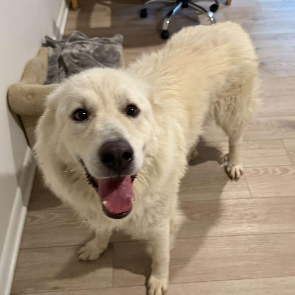 Enlarge Coop, a Adoptable Great Pyrenees in Olathe, KS image 1/2