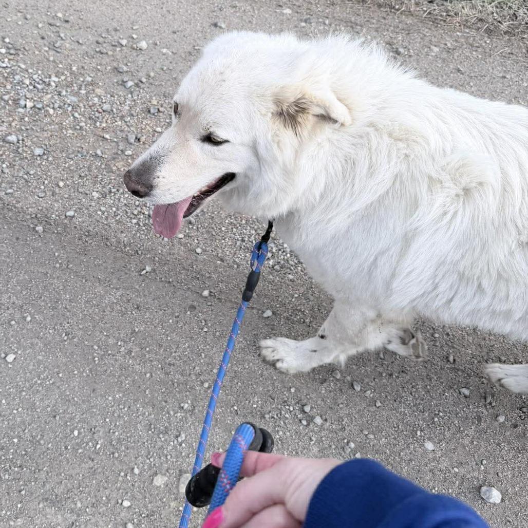 Enlarge Coop, a Adoptable Great Pyrenees in Olathe, KS image 2/4