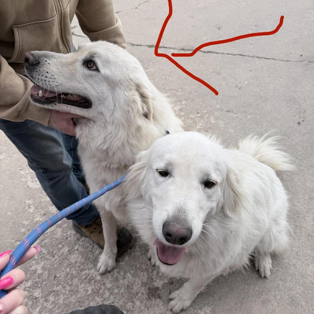Enlarge Coop, a Adoptable Great Pyrenees in Olathe, KS image 3/4