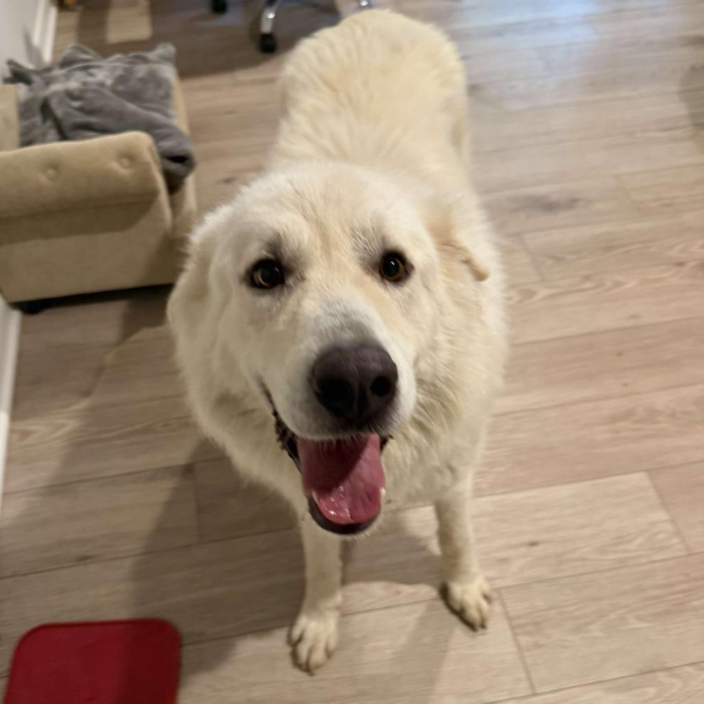Enlarge Coop, a Adoptable Great Pyrenees in Olathe, KS image 2/2