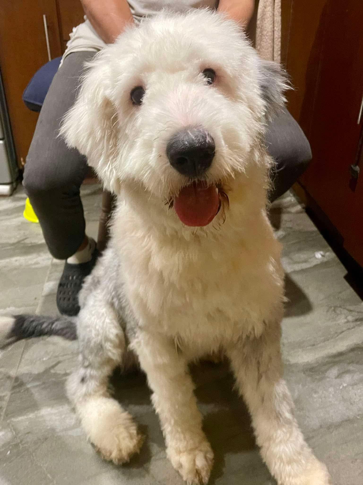 Henry, an adopted mixed breed in San Diego, CA image 2/5