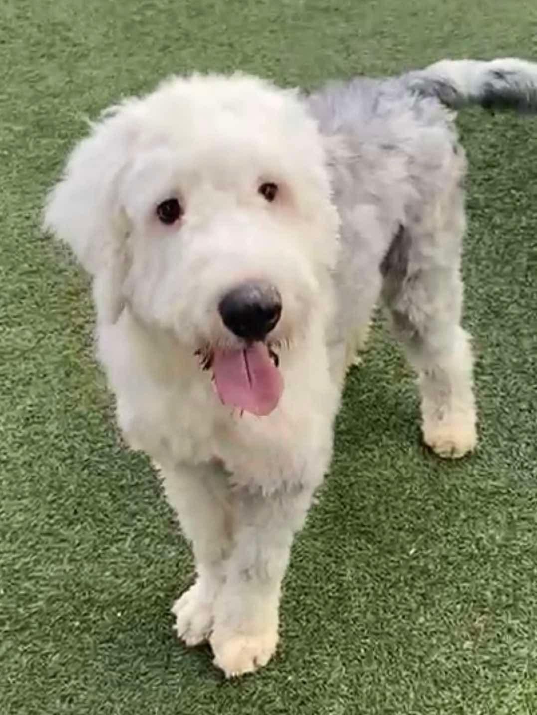 Henry, an adopted mixed breed in San Diego, CA image 5/5