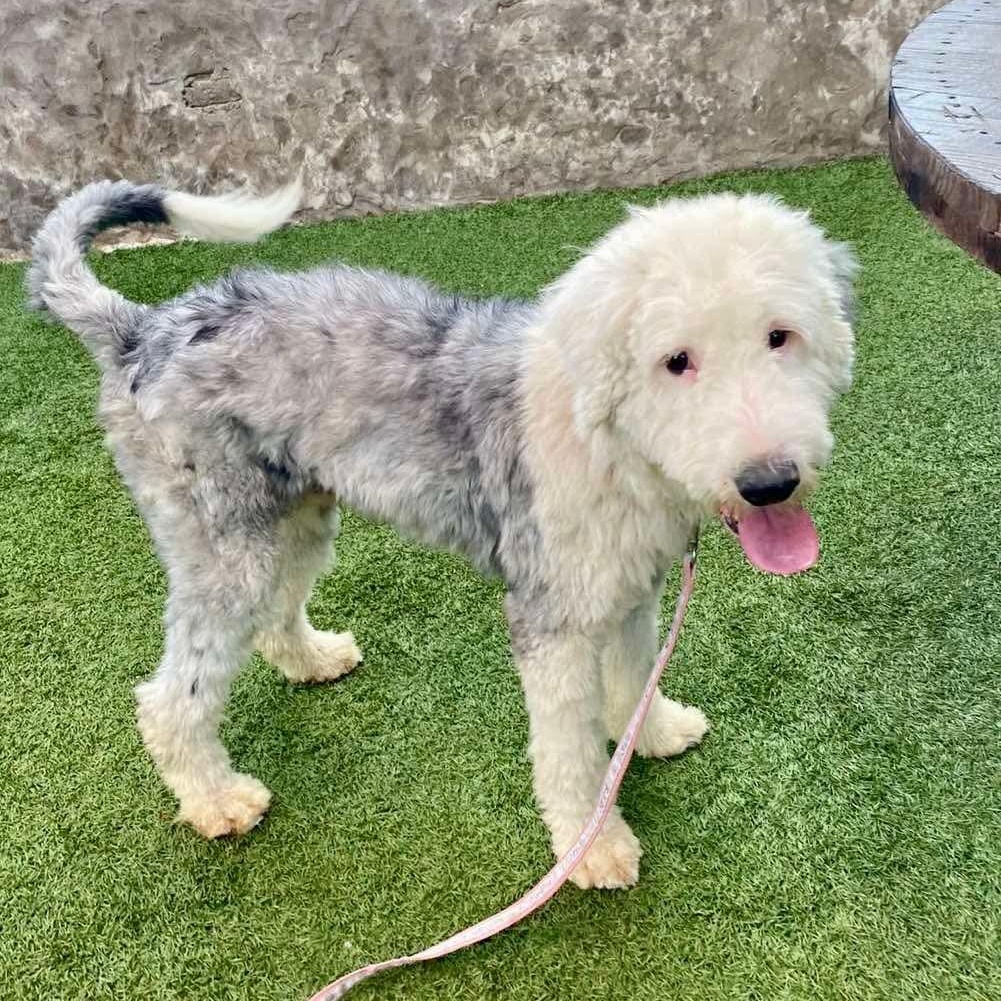 Henry, an adopted mixed breed in San Diego, CA image 3/5