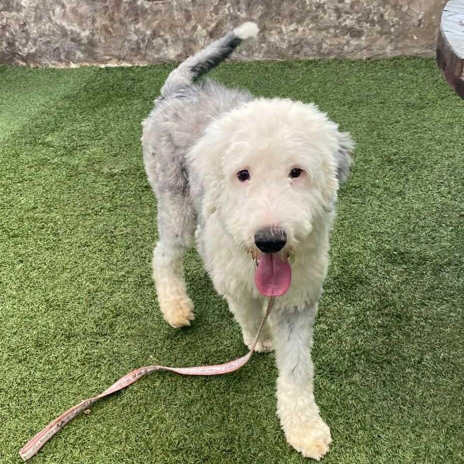 Henry, an adopted mixed breed in San Diego, CA image 1/5