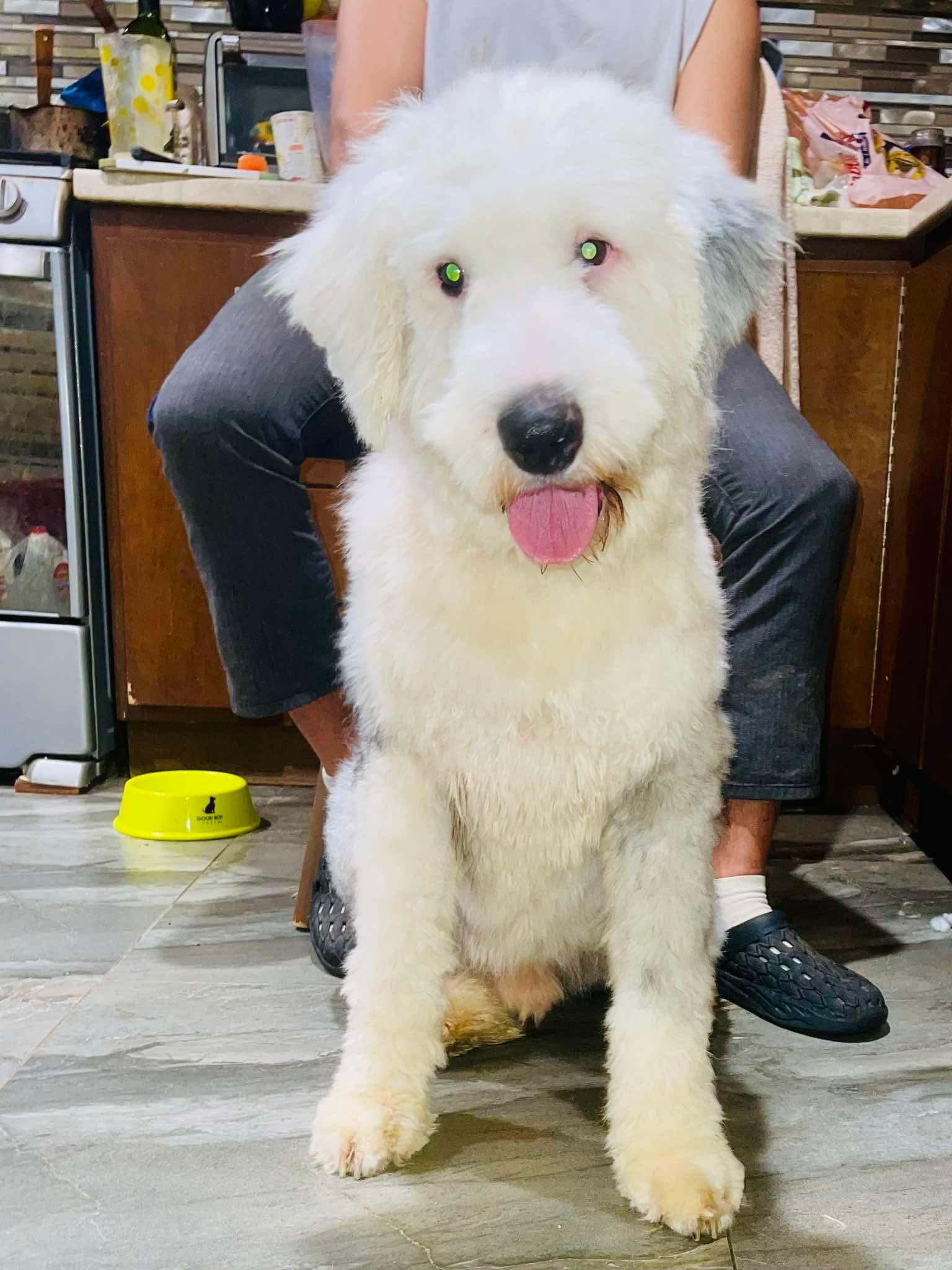 Henry, an adopted mixed breed in San Diego, CA image 4/5