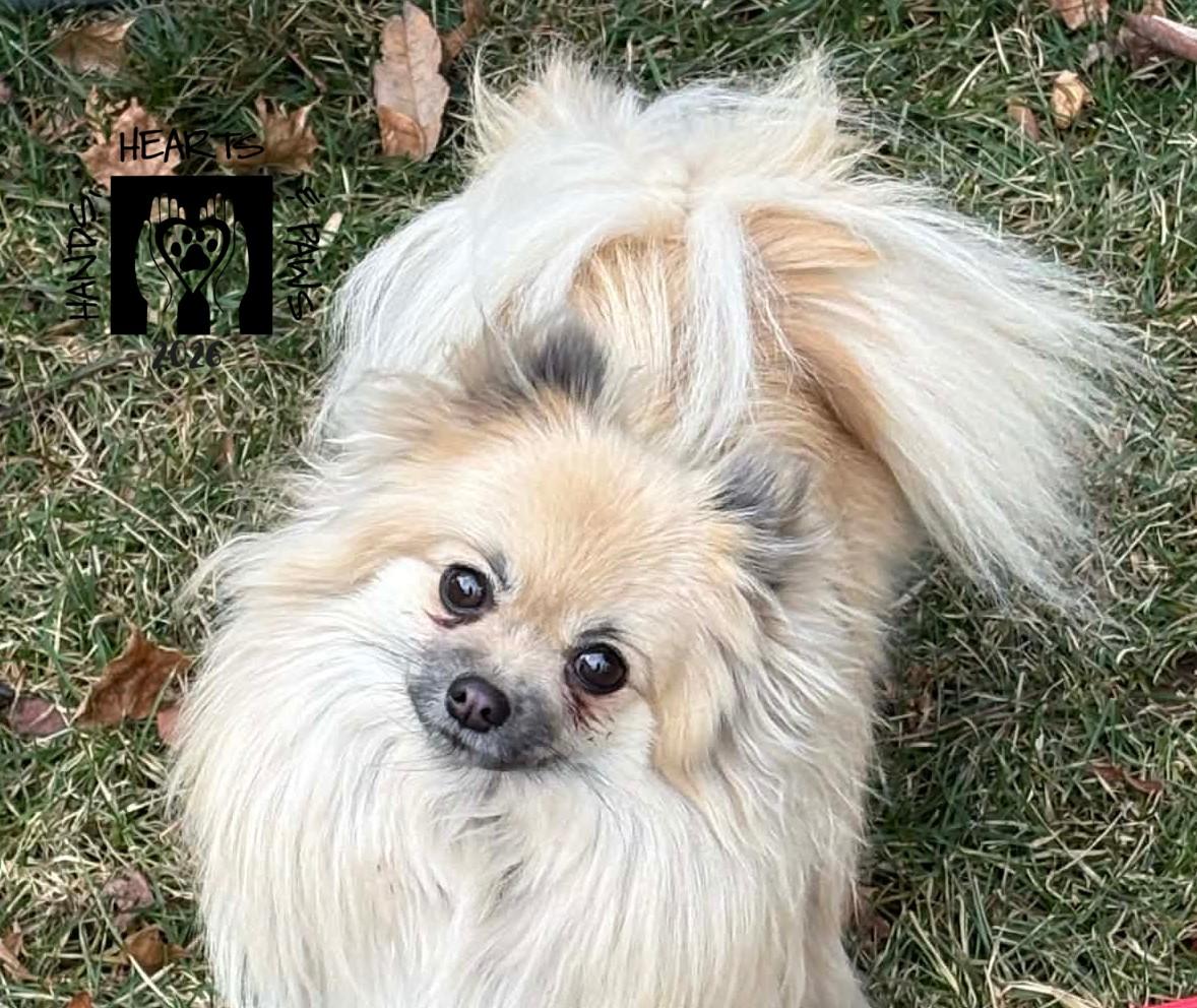 Enlarge Irys, an adoptable Pomeranian in Omaha, NE image 3/3
