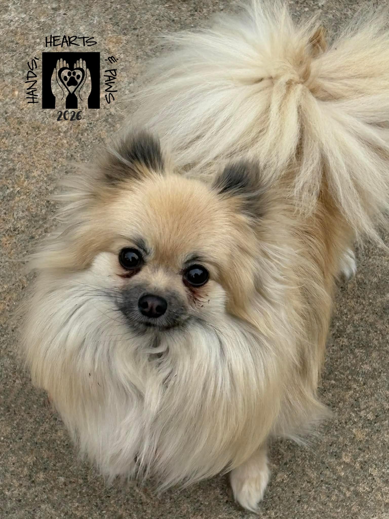 Irys, adoptable, Adult Female Pomeranian.