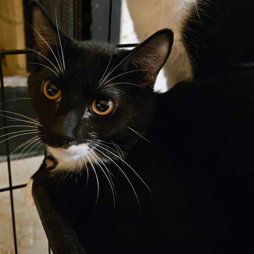 Enlarge Nelson, a Adoptable Domestic Short Hair in Las Vegas, NV image 1/1